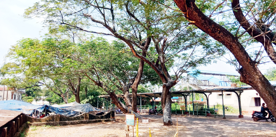 RAILWAY TREE