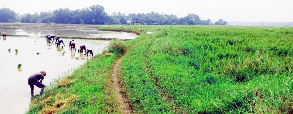 എടക്കുളം അവുണ്ടര്‍ ചാല്‍ പാടശേഖരത്തിലെ കനാലില്‍ ചണ്ടിമൂടി കിടക്കുന്നു. മറുഭാഗത്ത് കൃഷിക്കായി വിത്ത് വിതയ്ക്കുന്നതും കാണാം.