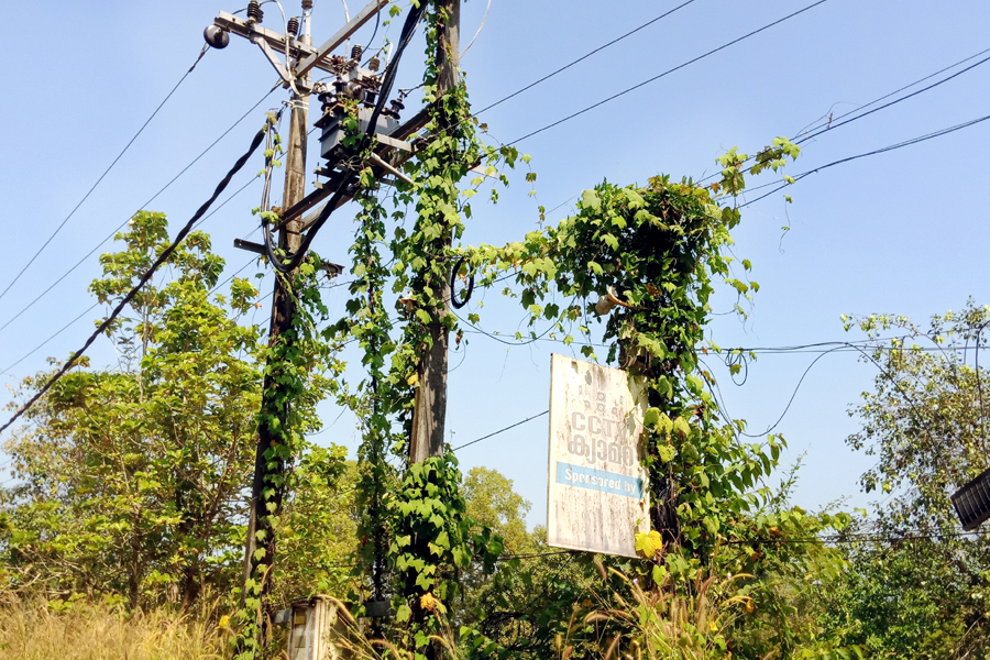 കാമറയും വൈദ്യുതിക്കാലും കാടുകയറിയ നിലയില്‍.