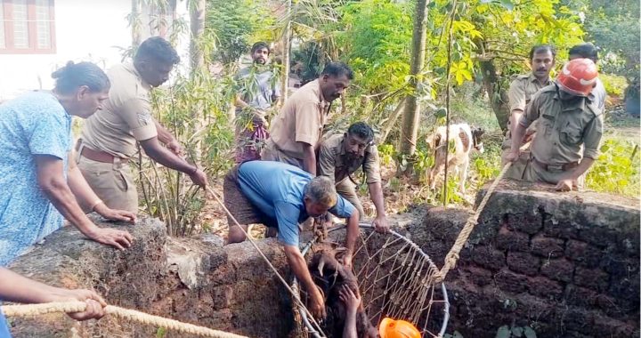 ഊരകം പൊഴോലിപറമ്പില്‍ ലിബിന്‍ ജോസിന്റെ കിണറില്‍ വീണ പശുക്കുട്ടിയെ അഗ്‌നിശമന സേനയെത്തി രക്ഷിക്കുന്നു.