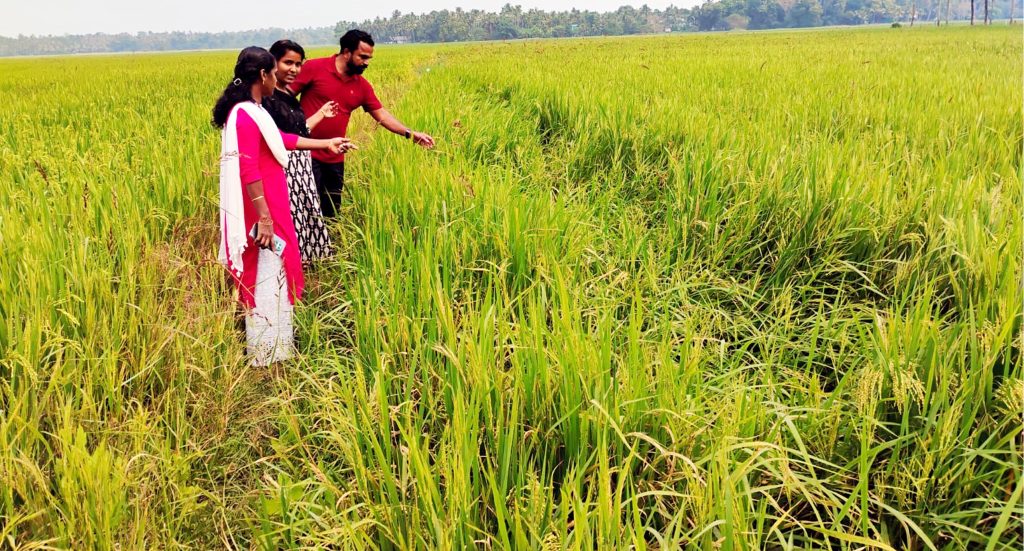 കാട്ടുപന്നിയുടെ ശല്യമുണ്ടായ  പടിയൂര്‍ പഞ്ചായത്തിലെ പോത്താനി കിഴക്കേ പാടശേഖരത്തില്‍ കൃഷി വകുപ്പ് ഉദ്യോഗസ്ഥരായ കെ.കെ. മായ, വി.എസ് സുകന്യ എന്നിവരുടെ നേതൃത്വത്തില്‍ പരിശോധന നടത്തുന്നു.