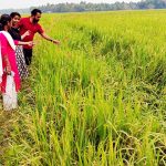 കഷ്ടമാണ്, കര്‍ഷകന്റെ കാര്യം…… ഒരിടത്ത് കാട്ടുപന്നി…. മറ്റൊരിടത്ത് സാമൂഹ്യ വിരുദ്ധര്‍