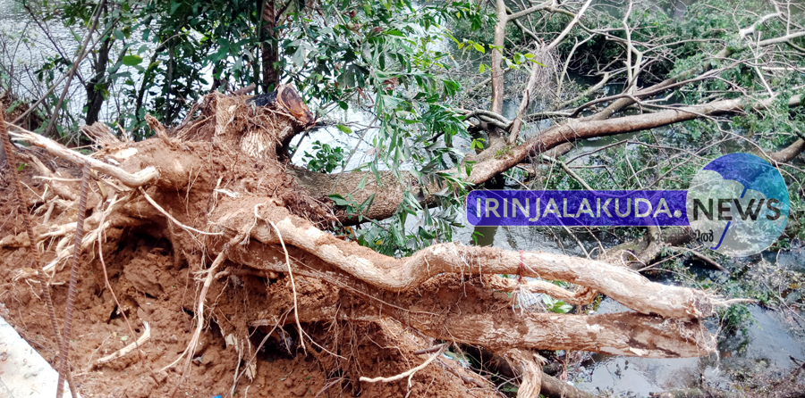 കരുവന്നൂര്‍ പുത്തന്‍തോടിനു സമീപം കെഎല്‍ഡിസി തോട്ടിലേക്ക് മരം കടപുഴകി വീണ നിലയില്‍.