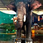 കൂടല്‍മാണിക്യം ക്ഷേത്രോത്സവം കൊടിപ്പുറത്ത് വിളക്കിന് മേഘാര്‍ജുനന്‍ ഭഗവാന്റെ തിടമ്പേറ്റും