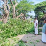 ഇനി പക്ഷിക്കാഷ്ഠം വീഴുമെന്ന പേടിവേണ്ട, ഇരിങ്ങാലക്കുട റെയില്‍വേ സ്റ്റേഷന് മുന്നിലെ മരച്ചില്ലകള്‍ മുറിച്ച് നീക്കി