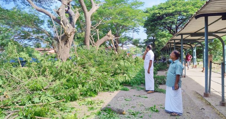 ഇരിങ്ങാലക്കുട റെയില്‍വേ സ്റ്റേഷന് മുന്നിലുള്ള മരങ്ങളുടെ ചില്ലകള്‍ മുറിച്ച് മാറ്റുന്നു.