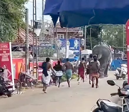 കൂടല്‍മാണിക്യം ക്ഷേത്രത്തിലെ കൊട്ടിലാക്കല്‍ പറമ്പില്‍ നിന്നും അമ്പാടി മഹാദോവന്‍ എന്ന ആന ഇടഞ്ഞോടുന്നു. ആനയെ തളക്കുന്നതതിനായി പാപ്പാന്മാര്‍ ആനയെ പിന്തുടരുന്നു.
