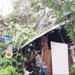 മധ്യവയസ്‌കയായ സ്ത്രീ ഒറ്റയ്ക്ക് താമസിച്ചിരുന്ന വീട് മരം വീണ് തകര്‍ന്നു