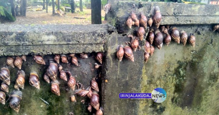 ഇരിങ്ങാലക്കുട ഗാന്ധിഗ്രാമില്‍ മതിലുകളിൽ നിറഞ്ഞ ആഫ്രിക്കന്‍ ഒച്ചുകള്‍.