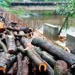 കെഎല്‍ഡിസി കനാലിനു സമീപത്തെ മരങ്ങള്‍ മുറിച്ചു നീക്കി