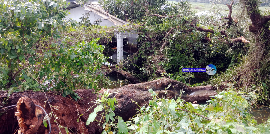 ഇരിങ്ങാലക്കുട-പോട്ട സംസഥാന പാതയില്‍ പുല്ലൂര്‍ തൊമ്മാന പാടശേഖരത്തിലേക്ക് വന്‍മരം വീണ നിലയില്‍.