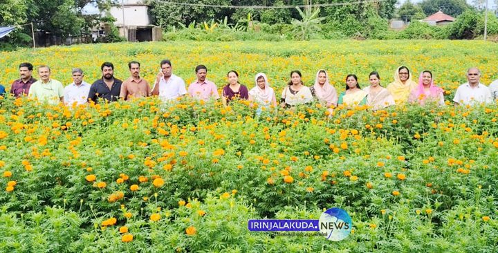 കര്‍ഷക ജ്യോതി പുരസ്‌കാര ജേതാവ് നടുവത്ര മിഥുന്‍ പാട്ടത്തിനെടുത്ത കൃഷിയിടത്തിലെ ചെണ്ടുമല്ലി കൃഷി.