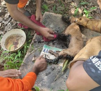 ടാര്‍വീപ്പയില്‍ അകപ്പെട്ട നായ്ക്കുട്ടിയെ ഇരിങ്ങാലക്കുട ഫയര്‍ഫോഴ്‌സ് സംഘം പുറത്തെടുത്ത് ടാര്‍ നീക്കം ചെയ്യുന്നു.