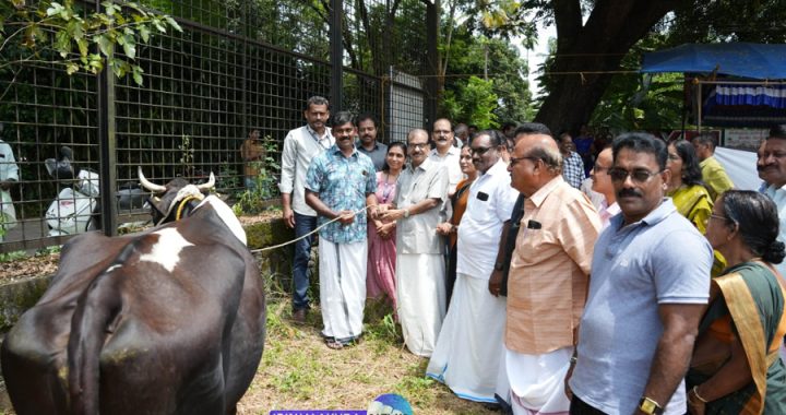 പ്രസവത്തെ തുടര്‍ന്ന് കറവപ്പശുക്കളില്‍ ഒരെണ്ണവും രണ്ട് കിടാക്കളും മരണപ്പെട്ട യുവ ക്ഷീര കര്‍ഷകനായ കാറളം കൊല്ലാറ വീട്ടില്‍ രാജേഷിന് കേരള ഫീഡ്‌സ് കമ്പനി ലിമിറ്റഡ് കമ്പനിയുടെ ഡൊണേറ്റ് എ കൗ പദ്ധതിയില്‍ ഉള്‍പ്പെടുത്തി 70000 രൂപയോളം വില മതിക്കുന്ന ഫ്രീസ് വാള്‍ ഇനത്തില്‍ പെട്ട പശുവിനെ കമ്പനി ചെയര്‍മാന്‍ കെ. ശ്രീകുമാര്‍ കൈമാറുന്നു.