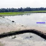 എടതിരിഞ്ഞി കോള്‍- കാറളം ഊര്‍പതി കോള്‍ കമ്മട്ടിത്തോടു വഴി വെള്ളം വിട്ടു; 400 ഏക്കര്‍ പാടത്ത് വെള്ളക്കെട്ട്