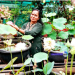 നൂറോളം ഇനം താമര, 75 ഇനം ആമ്പലുകള്‍…..വീടൊരു താമരക്കാട്