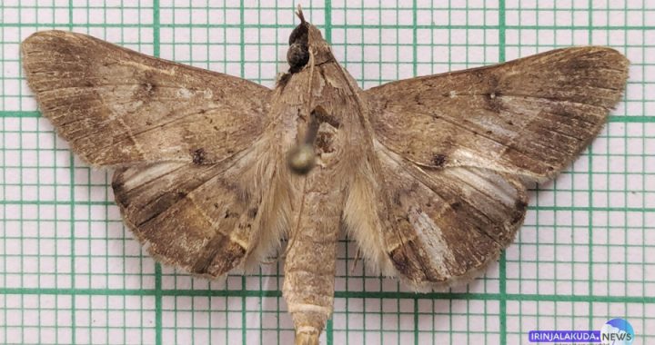 ഹൈപ്പോസ്പില പൊളേസിയെ എന്ന പുതിയ നിശാശലഭം.