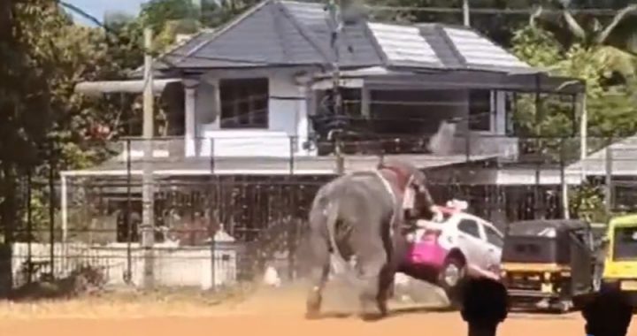 പൊറത്തിശേരി കല്ലട വേല ആഘോഷത്തിന്റെ ഭാഗമായി എത്തിച്ച ആന കണ്ടാരംതറ മൈതാനത്ത് ഇടഞ്ഞോടിയപ്പോള്‍.