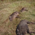 കാട്ടുപന്നിശല്യം; നടപടിയുമായി പഞ്ചായത്ത്, കാട്ടുപന്നികളെ വെടിവെച്ച് കൊന്നു