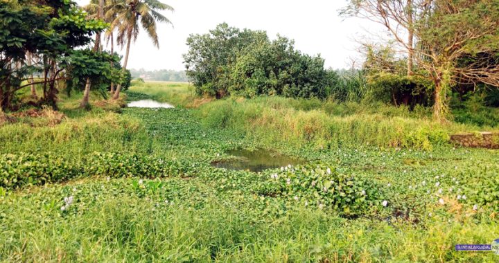 കെഎല്‍ഡിസി കനാലില്‍നിന്ന് ഷണ്‍മുഖം കനാലിലേക്ക് വെള്ളം വന്നുചേരുന്ന ഭാഗം. ഇവിടെയാണ് ചെക്ക് ഡാം കെട്ടി കനോലി കനാലിലേക്ക് വെള്ളം ഒഴുകിപ്പോകാതെ തടയണമെന്ന് കര്‍ഷകര്‍ ആവശ്യപ്പെടുന്നത്.