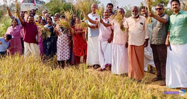 കാരേക്കാട്ട് ചിറ കര്‍ഷകസമിതിയുടെ നേതൃത്വത്തില്‍ ആളൂര്‍ പഞ്ചായത്തിന്റെയും കൃഷിഭവന്റെയും തരിശുഭൂമി കൃഷി പദ്ധതിയുടെ ഭാഗമായി നടപ്പാക്കിയ നെല്‍കൃഷിയുടെ കൊയ്ത്ത് ഉത്സവം ആളൂര്‍ പഞ്ചായത്ത് പ്രസിഡന്റ് റോസിലി ഫ്രാന്‍സിസ് ഉദ്ഘാടനം ചെയ്യുന്നു.