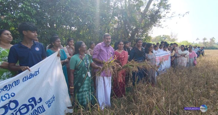 നടവരമ്പ് ഗവ. ഹയര്‍സെക്കന്‍ഡറി സ്‌കൂളിലെ കൊയ്ത്തുത്സവം ജില്ലാപഞ്ചായത്ത് മുരിയാട് ഡിവിഷന്‍ മെമ്പര്‍ ജോസ് ചിറ്റിലപ്പിള്ളി ഉദ്ഘാടനംചെയ്യുന്നു.