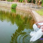 ഇരിങ്ങാലക്കുട നഗരസഭയിലെ വിവിധ പൊതുകുളങ്ങളില്‍ 22450 മത്സ്യ കുഞ്ഞുങ്ങളെ നിക്ഷേപിച്ചു