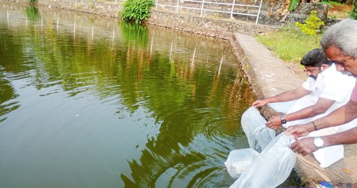 ഇരിങ്ങാലക്കുട നഗരസഭയിലെ വിവിധ പൊതുകുളങ്ങളില്‍ മത്സ്യക്കുഞ്ഞുങ്ങളെ നിക്ഷേപിക്കല്‍ വി.സി. വര്‍ഗീസ്  ഉദ്ഘാടനം ചെയ്യുന്നു.