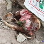 പടിയൂരില്‍ കാട്ടുപന്നിയുടെ വിളയാട്ടം; പശുക്കുട്ടിയെ കടിച്ചു കൊന്നു