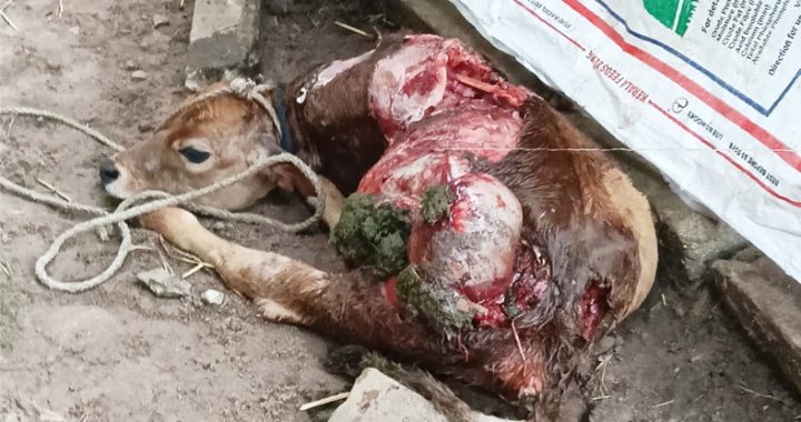 പടിയൂരില്‍ കാടടു പന്നിയുടെ ആക്രമണത്തില്‍ ചത്ത പശുകുട്ടി.