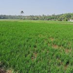 കെഎസ്ഇബി ജലം വിട്ടു നല്‍കുന്നില്ല. തുമ്പൂര്‍ വഴിക്കിലിച്ചിറയില്‍ വരണ്ടുണങ്ങി; പുഞ്ച കൃഷി കര്‍ഷകര്‍ പ്രതിസന്ധിയില്‍