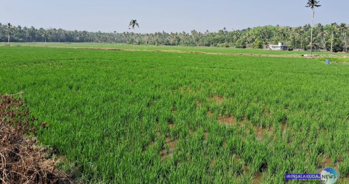 തുമ്പൂര്‍ വഴിക്കിലിച്ചിറയില്‍ വരണ്ടുണങ്ങിയ പുഞ്ച കൃഷി.