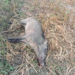 കാറളത്തും കാട്ടുപന്നിവേട്ട; ആറ് പന്നികളെ വെടിവെച്ചുകൊന്നു