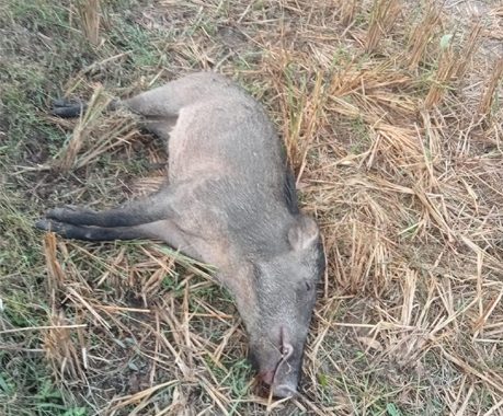 കാറളം പഞ്ചായത്തില്‍ താണിശേരിയില്‍ കാട്ടുപന്നികളെ വെടിവെച്ചു കൊന്ന നിലയില്‍.