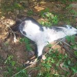 തെരുവു നായ്ക്കളുടെ കടിയേറ്റ് ആടുകള്‍ ചത്തു