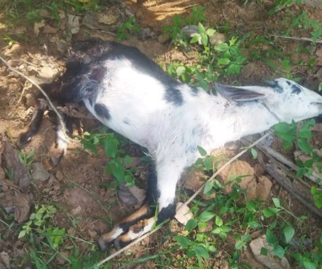 തെരുവുനായ്ക്കളുടെ കടിയേറ്റ് ചത്ത ആട്.