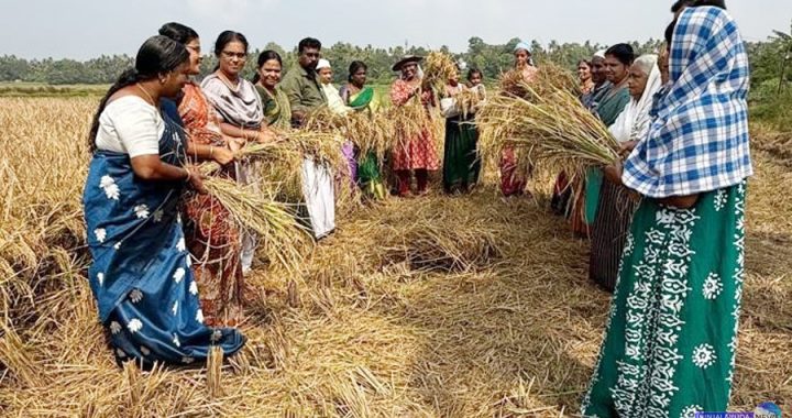 കാറളം പഞ്ചായത്തിലെ കുടുംബശ്രീ ഗ്രൂപ്പുകളുടെ കൊയ്ത്തുത്സവം പഞ്ചായത്ത് പ്രസിഡന്റ് കെ.കെ. ശിവന്‍കുട്ടി ഉദ്ഘാടനം ചെയ്യുന്നു.