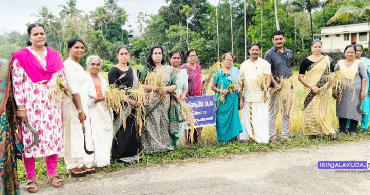 ആളൂര്‍ ഗ്രാമപഞ്ചായത്തില്‍ വെള്ളാഞ്ചിറ പാടത്ത് ഇറക്കിയ നെല്‍കൃഷിയുടെ കൊയ്ത്തുത്സവം ആളൂര്‍ പഞ്ചായത്ത് പ്രസിഡന്റ് റോസിലി ഫ്രാന്‍സിസ് ഉദ്ഘാടനം ചെയ്യുന്നു.