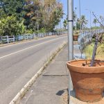 നട്ടാല്‍ പോരാ… നോക്കണം… വേനലില്‍ വാടി വീണു സൗന്ദര്യ വല്‍കരണം കല്ലേറ്റുംകര റെയില്‍ മേല്‍പാലത്തിലെ ചട്ടിയില്‍ നട്ട ചെടികള്‍ പരിപാലനമില്ലാതെ കരിഞ്ഞുണങ്ങി