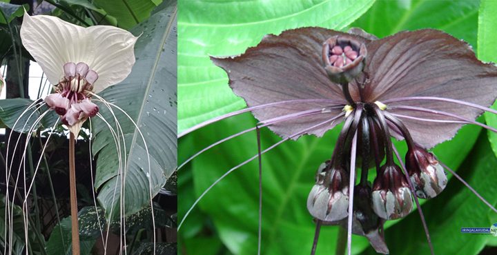 സെന്റ് ജോസഫിന്റെ വൈറ്റ് ബാറ്റ് ഫഌവര്‍ സസ്യം.