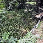 കാക്കാത്തുരുത്തി പോട്ടത്ത് പാലത്തിന്റെ കൈവരി തകര്‍ന്നു