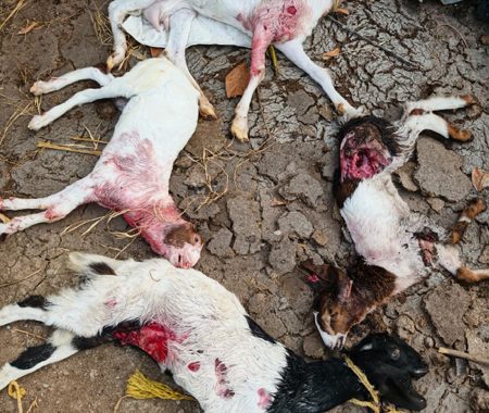 ആക്രമണത്തില്‍ ചത്ത ആളൂര്‍ ചാതേലി വീട്ടില്‍ മാത്യു പൗലോസിന്റെ നാല് ആടുകള്‍.