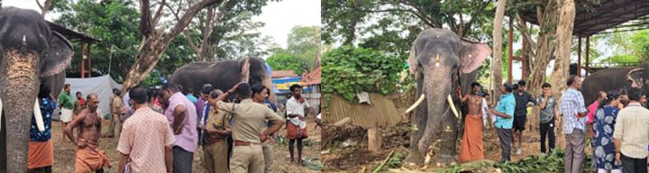 കൂടല്‍മാണിക്യ ക്ഷേത്രത്തില്‍ എഴുന്നള്ളിക്കുന്ന ആനകളെ ഉദ്യോഗസ്ഥസംഘം പരിശോധിക്കുന്നു.