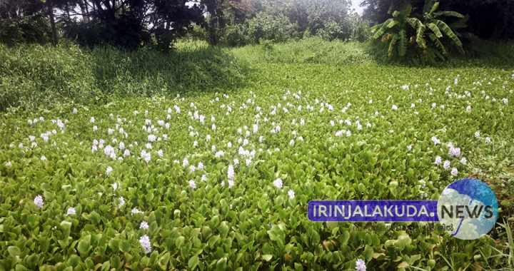 ഷണ്‍മുഖം കനാലില്‍ ചണ്ടിയും കുളവാഴയും നിറഞ്ഞ നിലയില്‍