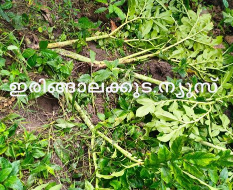 പടിയൂര്‍ പഞ്ചായത്തില്‍ ചേനക്കൃഷി കാട്ടുപന്നികള്‍ നശിപ്പിച്ച നിലയില്‍.