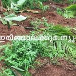 പുല്ലൂര്‍ ഊരകത്ത് കൃഷി നശിപ്പിച്ച നിലയില്‍