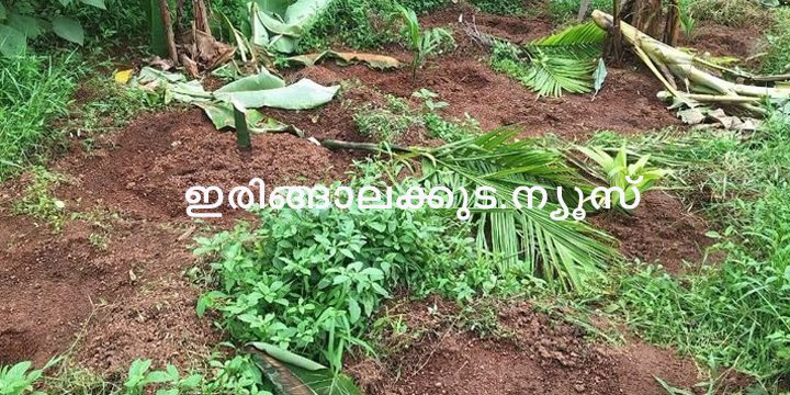 പുല്ലൂര്‍ ഊരകത്ത് കൃഷി ചെയ്തിരുന്ന വാഴകളും ഫലവൃക്ഷത്തൈകളും സാമൂഹ്യവിരുദ്ധര്‍ വെട്ടി നശിപ്പിച്ച നിലയില്‍.