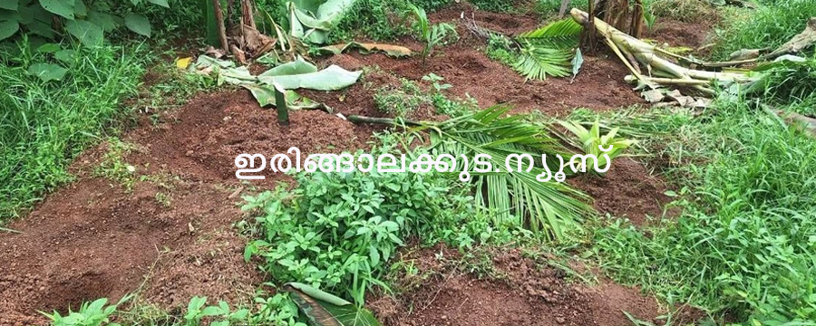 പുല്ലൂര്‍ ഊരകത്ത് കൃഷി ചെയ്തിരുന്ന വാഴകളും ഫലവൃക്ഷത്തൈകളും സാമൂഹ്യവിരുദ്ധര്‍ വെട്ടി നശിപ്പിച്ച നിലയില്‍.