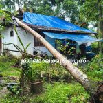 കനത്ത മഴയിലും കാറ്റിലും വീടിന് മുകളിലേക്ക് തെങ്ങ് കടപുഴകി വീണു