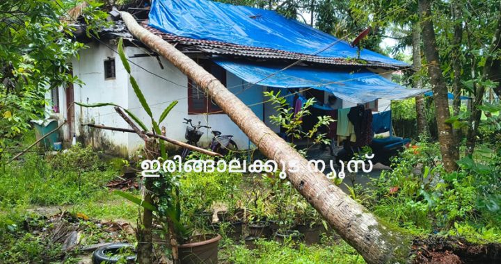 കഴിഞ്ഞ ദിവസം രാത്രി ഉണ്ടായ കനത്ത മഴയിലും കാറ്റിലും പടിയൂര്‍ പഞ്ചായത്ത് എട്ടാം വാര്‍ഡിലെ കലവറപറമ്പില്‍ സീമോന്‍ പെരേരയുടെ വീടിനു മുകളിലേയ്ക്ക് തെങ്ങ് വീണ് വീടിന് കേടുപാടുകള്‍ സംഭവിച്ച നിലയില്‍.
